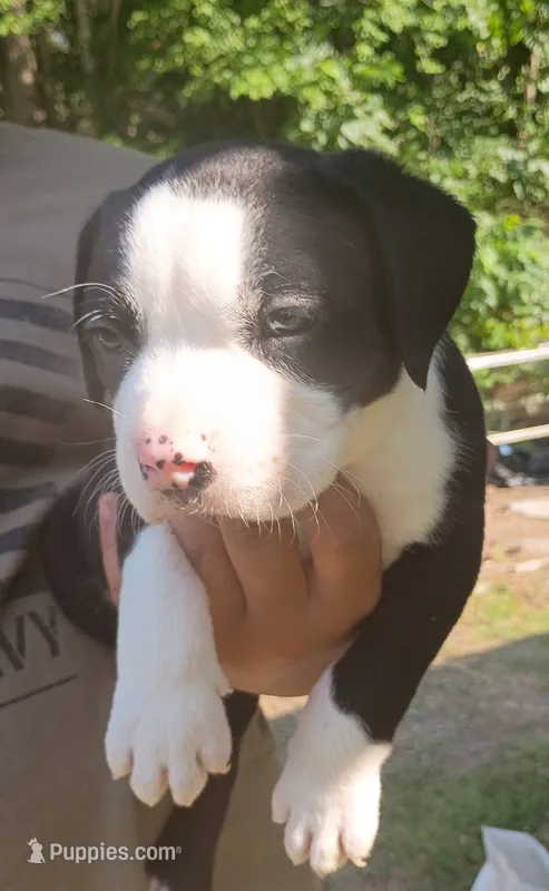 Moe – American Bully puppy for sale in Pembroke, NC