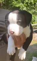 Moe, a male American Bully for sale in Pembroke, NC – 1 of 4