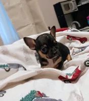 Garth (apple head), a male Chihuahua for sale in Lumberton, NC – 3 of 4