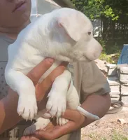 King, a male American Bully for sale in Pembroke, NC – 3 of 6
