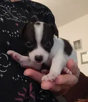 Kara (teacup), a female Chihuahua for sale in Lumberton, NC – 2 of 3