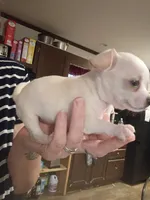 TY (teacup), a male Chihuahua for sale in Pembroke, NC – 1 of 3