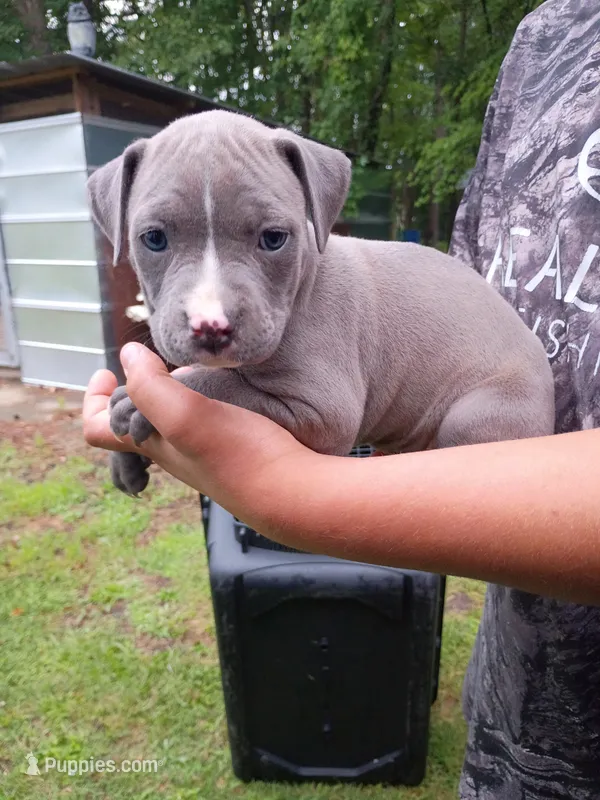Remz – American Pit Bull Terrier puppy for sale in Pembroke, NC