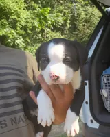 Moe, a male American Bully for sale in Pembroke, NC – 4 of 4