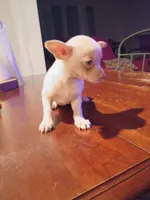 Cici, a female Chihuahua for sale in Pembroke, NC – 2 of 2
