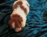 Casey, a female Havanese for sale in Lumberton, NC – 1 of 2