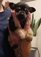 Pete, a male Chihuahua for sale in Lumberton, NC – 3 of 4