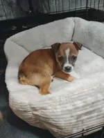 Dixie(teacup), a female Chihuahua for sale in Lumberton, NC – 3 of 5