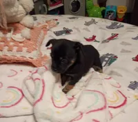 Kent, a male Chihuahua for sale in Lumberton, NC – 1 of 5