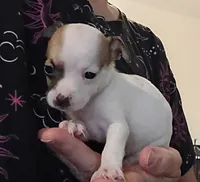 Crista (teacup), a female Chihuahua for sale in Lumberton, NC – 1 of 2