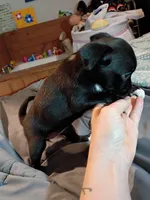Midnight, a male Chihuahua for sale in Pembroke, NC – 2 of 4