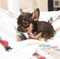 Garth (apple head), a male Chihuahua for sale in Lumberton, NC – 2 of 4