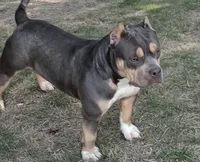 Carla, a female American Bully for sale in Pembroke, NC – 5 of 6