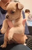 Jim, a male Chihuahua for sale in Lumberton, NC – 1 of 4