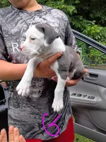 Carla, a female American Bully for sale in Pembroke, NC – 4 of 6