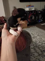 Teacup Tres (teacup), a male Chihuahua for sale in Pembroke, NC – 2 of 4