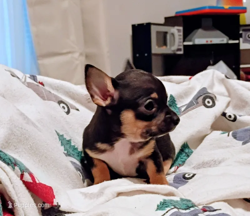 Garth (apple head) – Chihuahua puppy for sale in Lumberton, NC