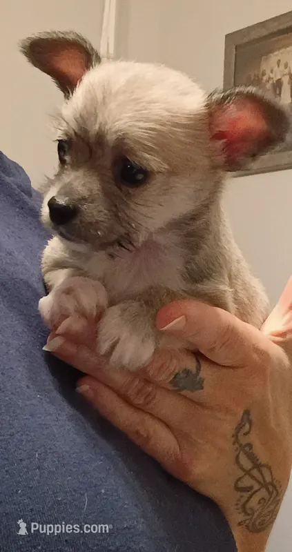 Talley (teacup) – Chihuahua puppy for sale in Lumberton, NC