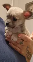 Talley (teacup), a female Chihuahua for sale in Lumberton, NC – 1 of 3