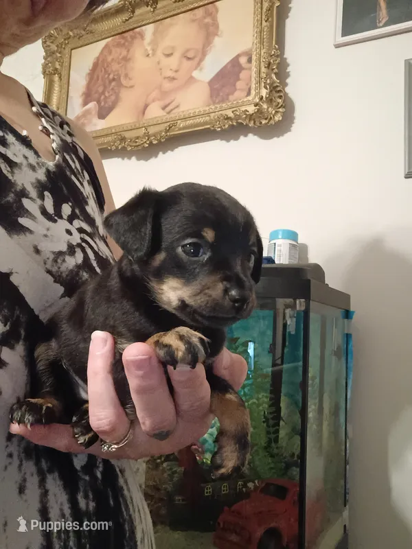 Cici – Chihuahua puppy for sale in Lumberton, NC