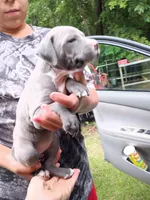 Remz, a female American Pit Bull Terrier for sale in Pembroke, NC – 4 of 5