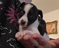 Kima (teacup), a female Chihuahua for sale in Lumberton, NC – 3 of 3