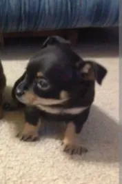 Toby (teacup) – Chihuahua puppy for sale in Lumberton, NC