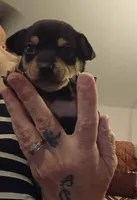 Willie, a male Chihuahua for sale in Lumberton, NC – 3 of 4