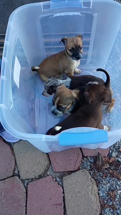Case (chiweenie), a female Chihuahua and Miniature Dachshund for sale in Lumberton, NC – 2 of 2
