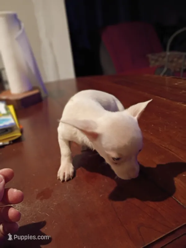 Trevor – Chihuahua puppy for sale in Pembroke, NC