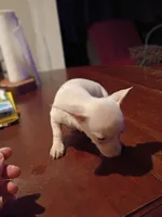Trevor, a male Chihuahua for sale in Pembroke, NC – 1 of 3
