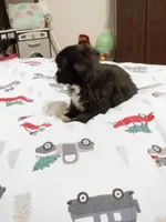 Benz (longhaired), a male Chihuahua for sale in Lumberton, NC – 4 of 6