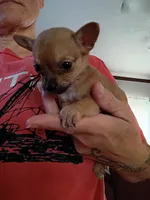 Lee (teacup), a male Chihuahua for sale in Lumberton, NC – 2 of 3