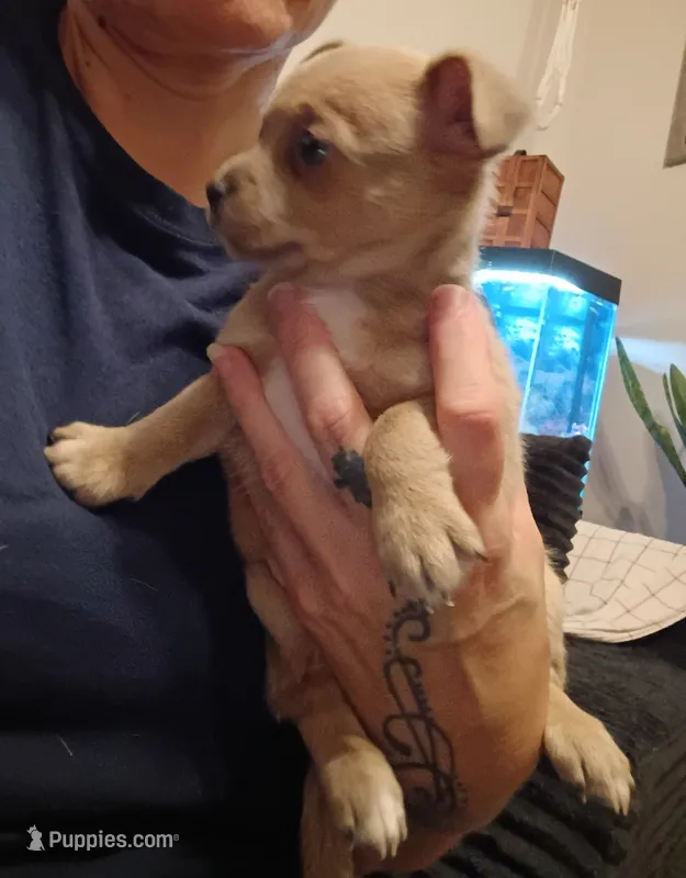 Jim – Chihuahua puppy for sale in Lumberton, NC