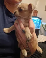 Jim, a male Chihuahua for sale in Lumberton, NC – 3 of 4