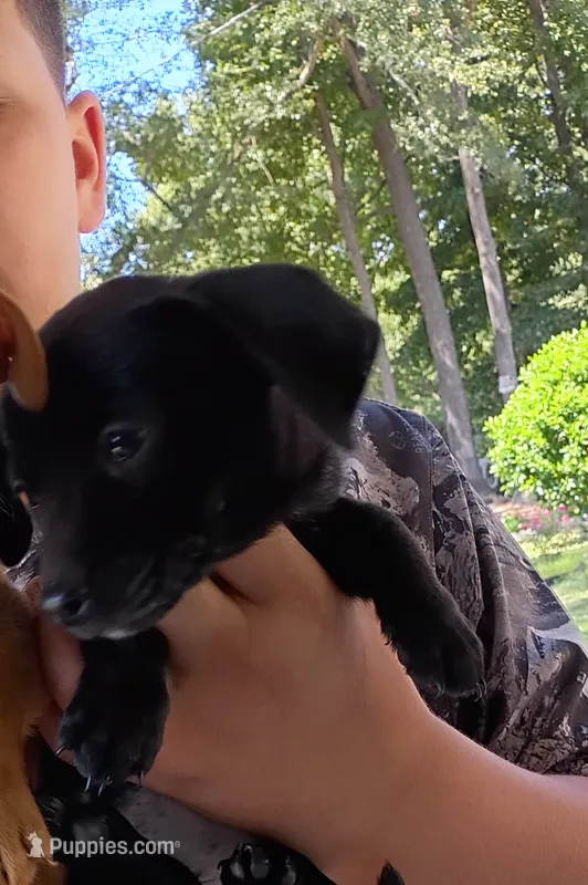 Lila – Chihuahua, Miniature Dachshund puppy for sale in Lumberton, NC