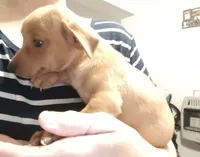Shane, a male Chihuahua and Miniature Dachshund for sale in Lumberton, NC – 2 of 5
