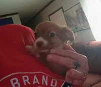 Teacup Tina, a female Chihuahua for sale in Lumberton, NC – 4 of 6