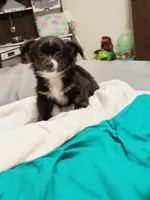 Clyde (longhaired), a male Chihuahua for sale in Lumberton, NC – 4 of 6