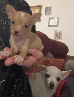 Kimmie (teacup), a female Chihuahua for sale in Lumberton, NC – 2 of 2