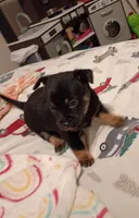 Kent, a male Chihuahua for sale in Lumberton, NC – 3 of 5