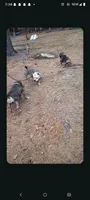 Lila, a female American Bully for sale in Lumberton, NC – 3 of 5