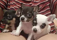 Garth (apple head), a male Chihuahua for sale in Lumberton, NC – 4 of 4