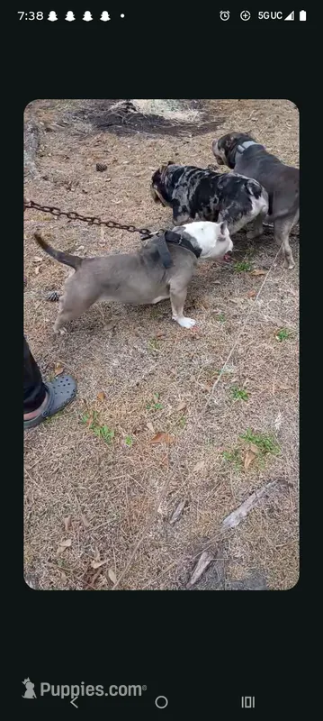 Lila – American Bully puppy for sale in Lumberton, NC