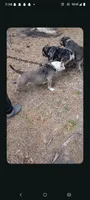 Lila, a female American Bully for sale in Lumberton, NC – 1 of 5