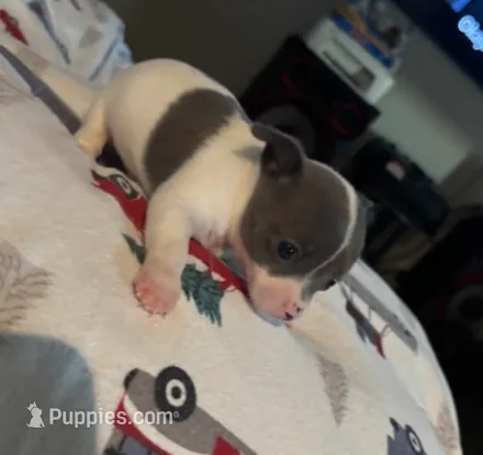 June – Chihuahua puppy for sale in Pembroke, NC