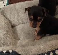 Nate, a male Chihuahua for sale in Lumberton, NC – 2 of 3