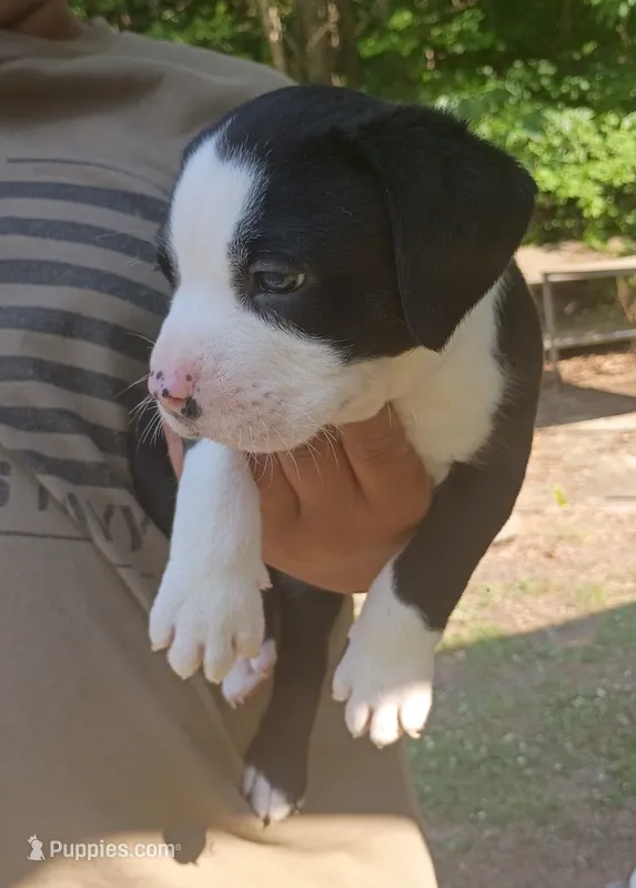 Mylie – American Pit Bull Terrier puppy for sale in Lumberton, NC