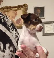 Baby, a female Chihuahua for sale in Lumberton, NC – 3 of 4