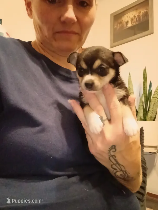 Tam – Chihuahua puppy for sale in Lumberton, NC